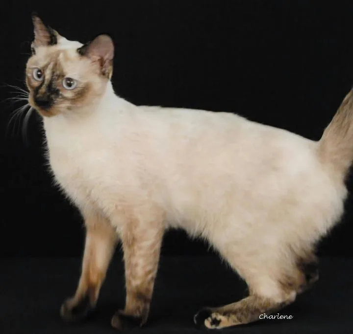 A young medium-sized female Domestic Short Hair cat named Pop It for adoption in Newland, NC