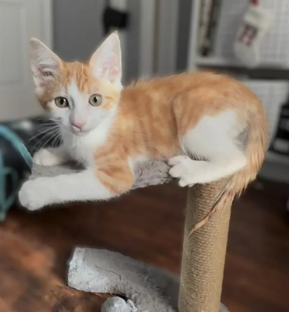 A baby small-sized female Domestic Short Hair cat named Caspee for adoption in Sacramento, CA