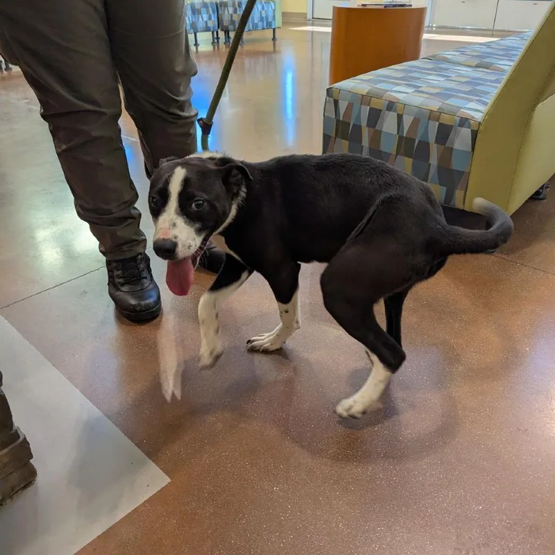 A young medium-sized male Mixed Breed dog named Snoopy for adoption in Lynchburg, VA