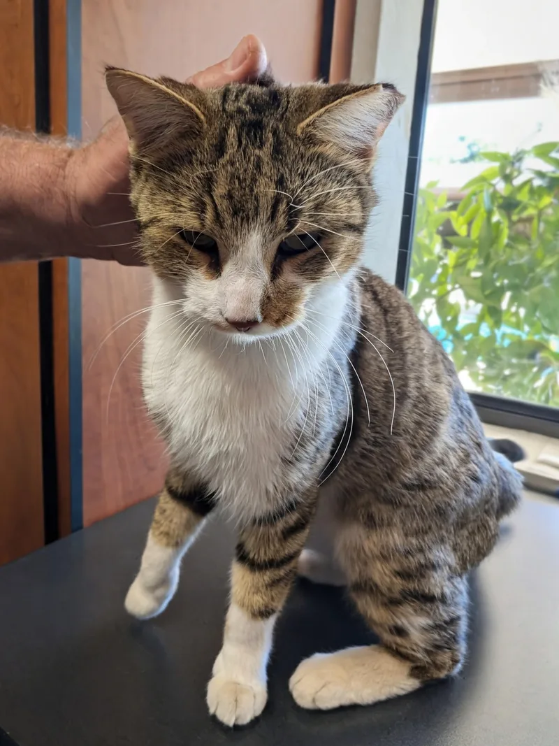 Sir Charles thumbnail 4