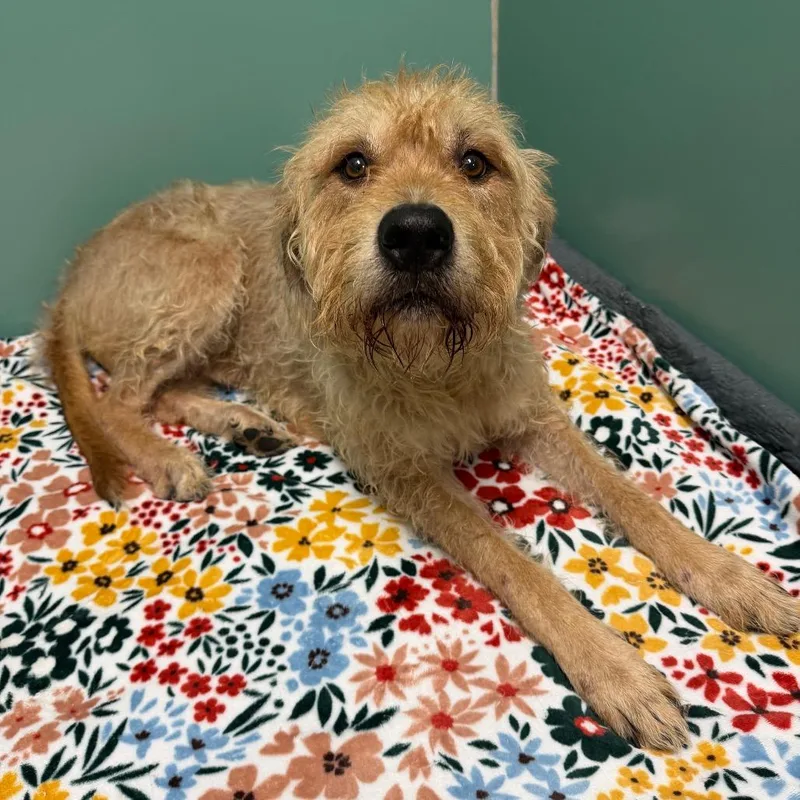 A senior large-sized female Yellow / Tan / Blond / Fawn Mixed Breed dog named Aries for adoption in Titusville, FL