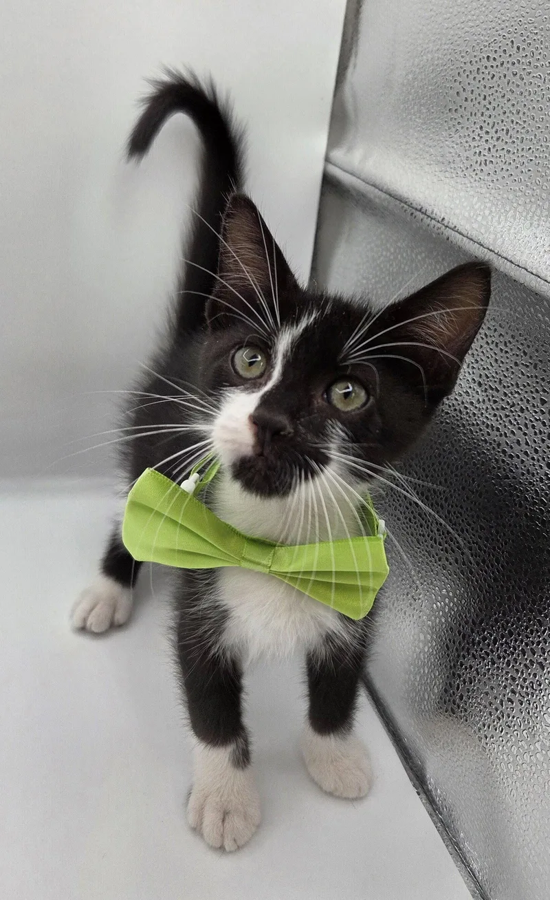 A baby medium-sized male Domestic Medium Hair cat named Uni for adoption in Magnolia Springs, AL