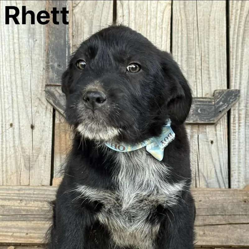 A baby medium-sized male Black Mixed Breed dog named Rhett for adoption in Oxford, ME