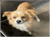 A young small-sized male White / Cream Pomeranian dog named AAD New Arrival! Bruno for adoption in Armonk, NY