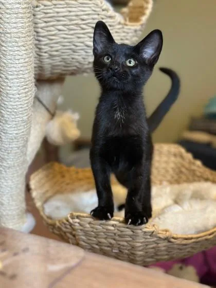 Benny