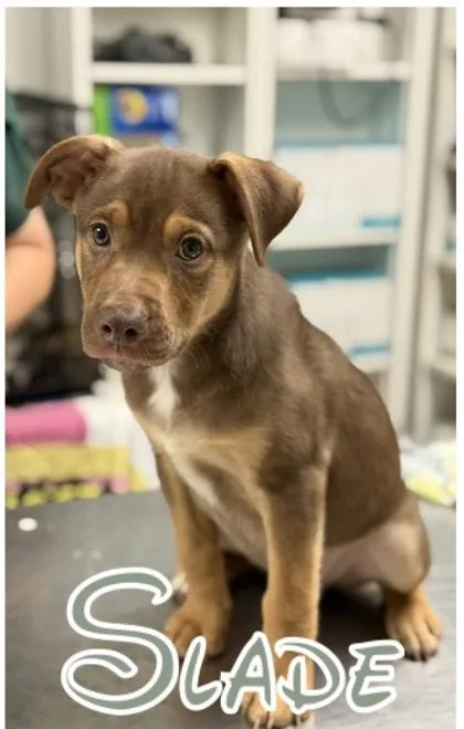 A baby medium-sized male Australian Shepherd dog named Slade for adoption in Morton Grove, IL