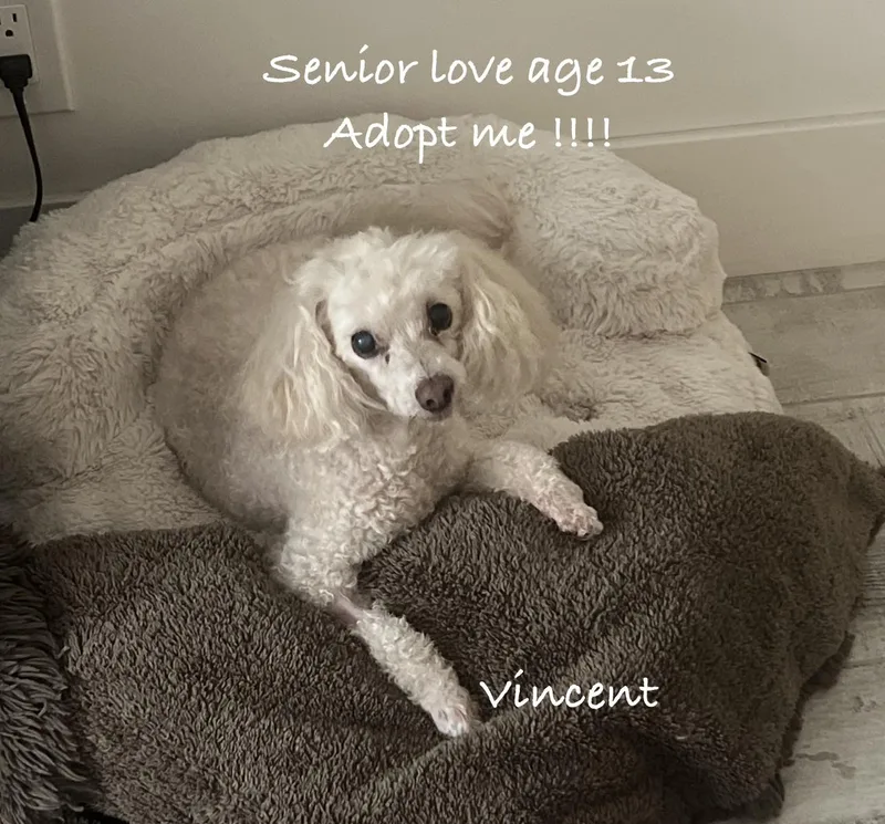 A senior small-sized male Poodle (Toy) dog named Vincent for adoption in Las Vegas, NV