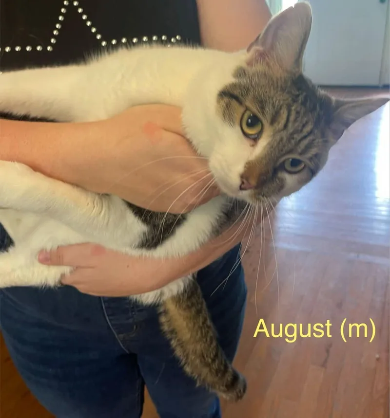 A young medium-sized male Domestic Short Hair cat named August for adoption in Clarksville, TN