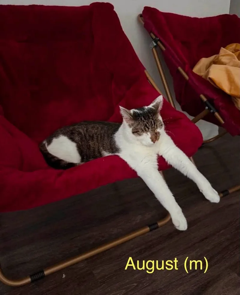 August thumbnail 5