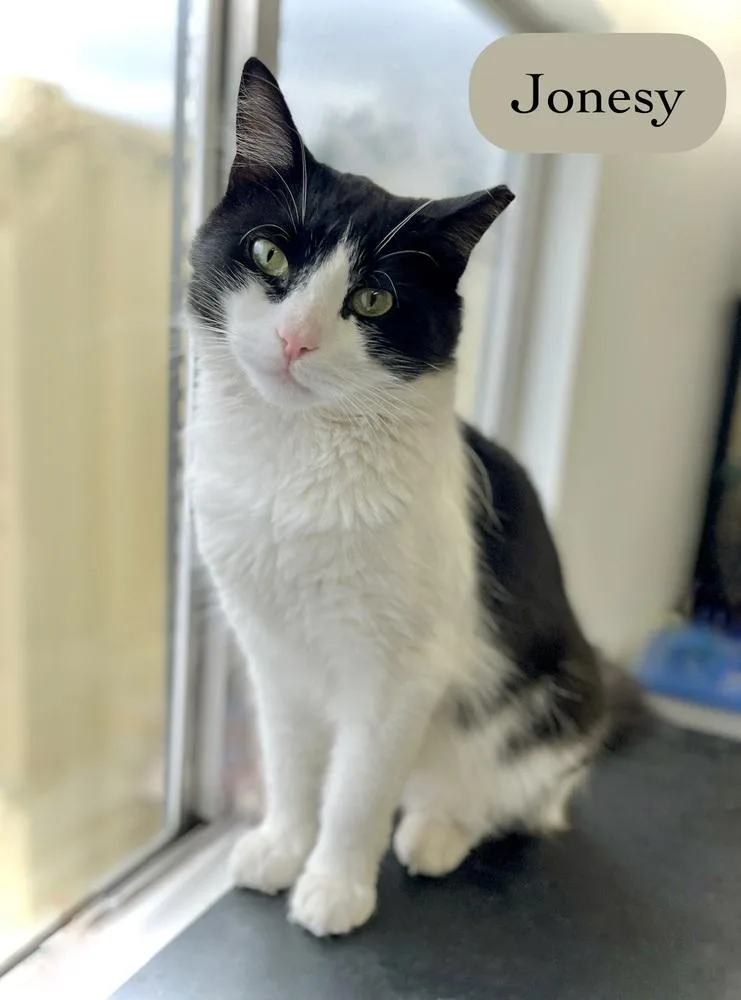 A young medium-sized male Black & White / Tuxedo Domestic Short Hair cat named Jonesy for adoption in Chalfont, PA