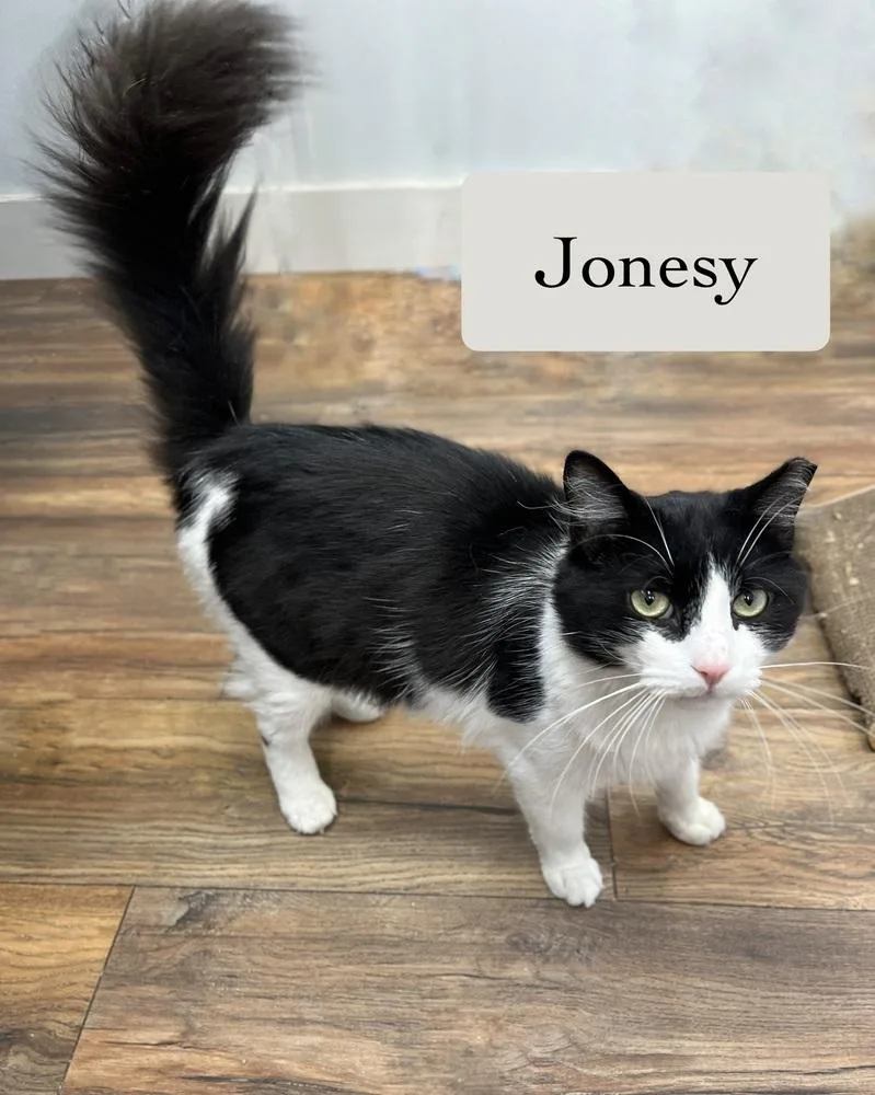 Jonesy thumbnail 3
