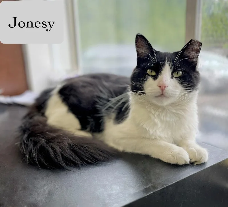 Jonesy thumbnail 4