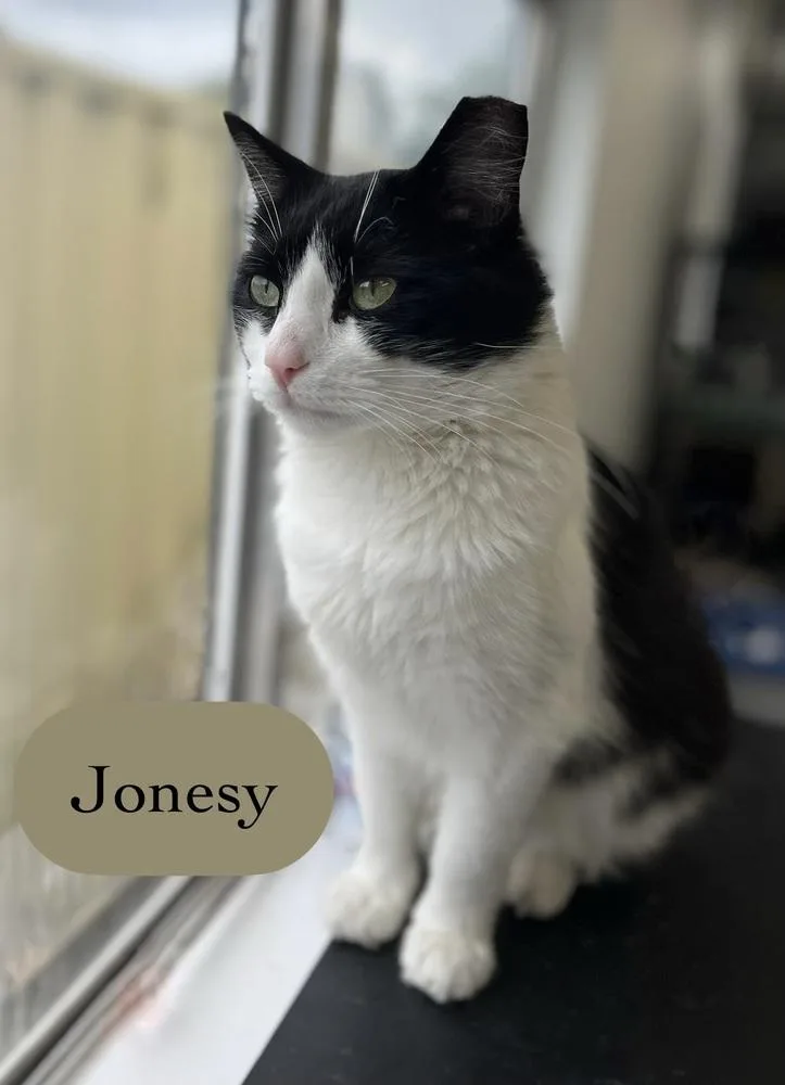 Jonesy thumbnail 5