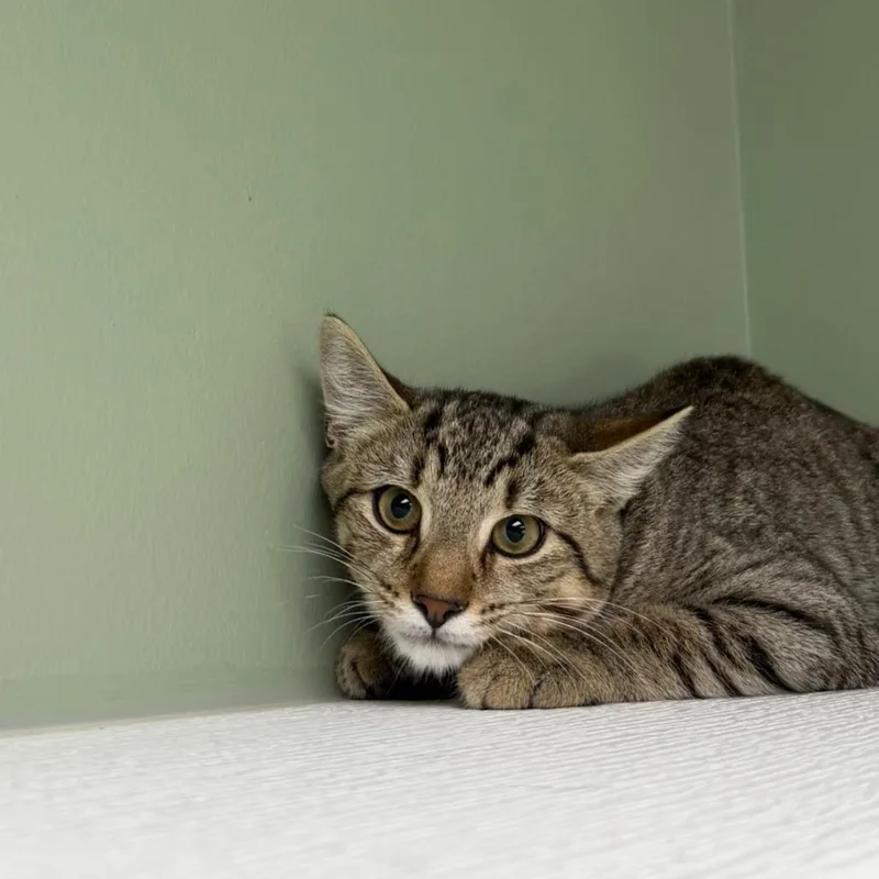 A baby medium-sized male Domestic Short Hair cat named Frank Reynolds for adoption in State College, PA