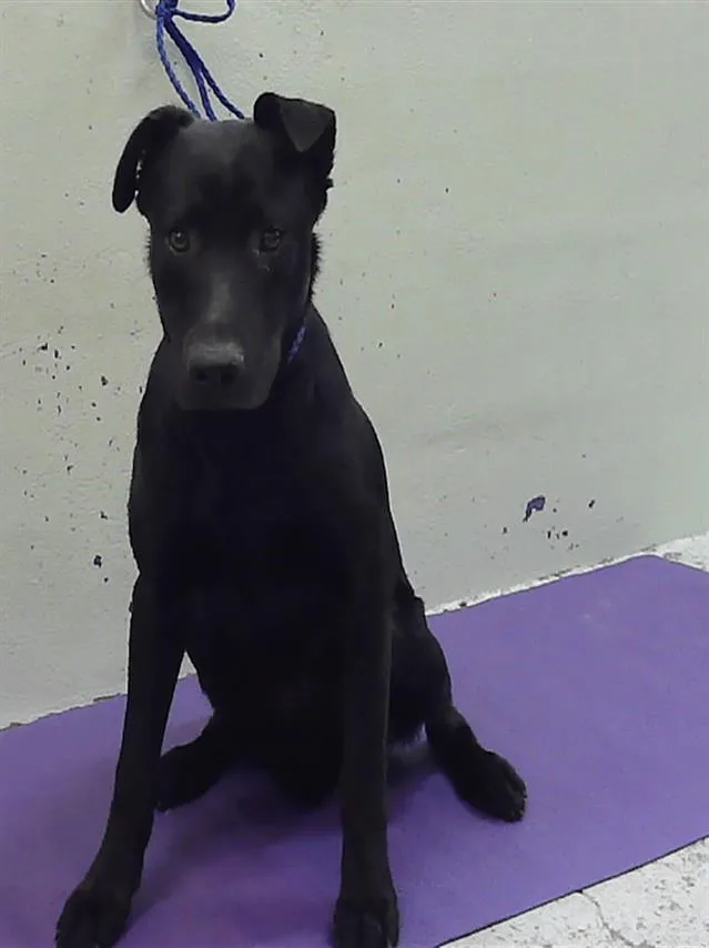 A young medium-sized male Staffordshire Bull Terrier dog named Skipper for adoption in Houston, TX