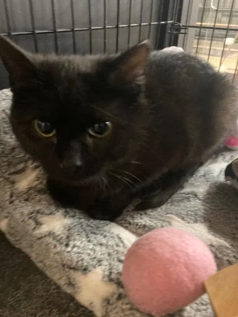 A young medium-sized female Domestic Short Hair cat named Tweetie for adoption in Lancaster, PA