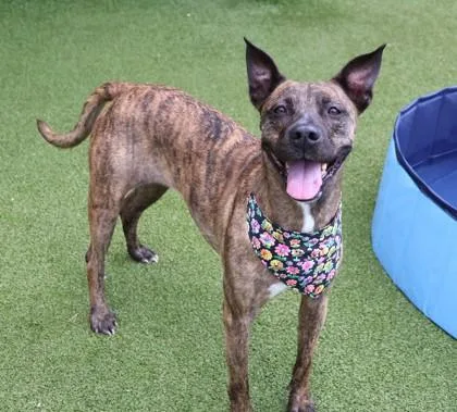 A young medium-sized female Mixed Breed dog named Terra for adoption in Athens, GA