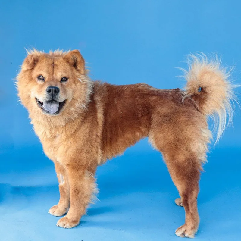 An adult medium-sized female Chow Chow dog named Mocha for adoption in Pasadena, CA