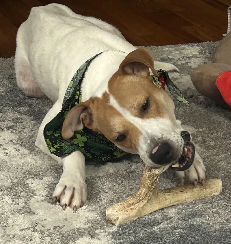 An adult medium-sized female White / Cream Mixed Breed dog named Rose for adoption in Wayne, NJ