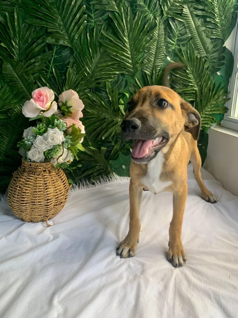 A baby medium-sized male Brown / Chocolate Mixed Breed dog named Virgil for adoption in Richmond, VA