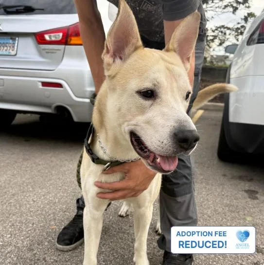 A young medium-sized male Apricot / Beige Pit Bull Terrier dog named Wrigley for adoption in Naperville, IL