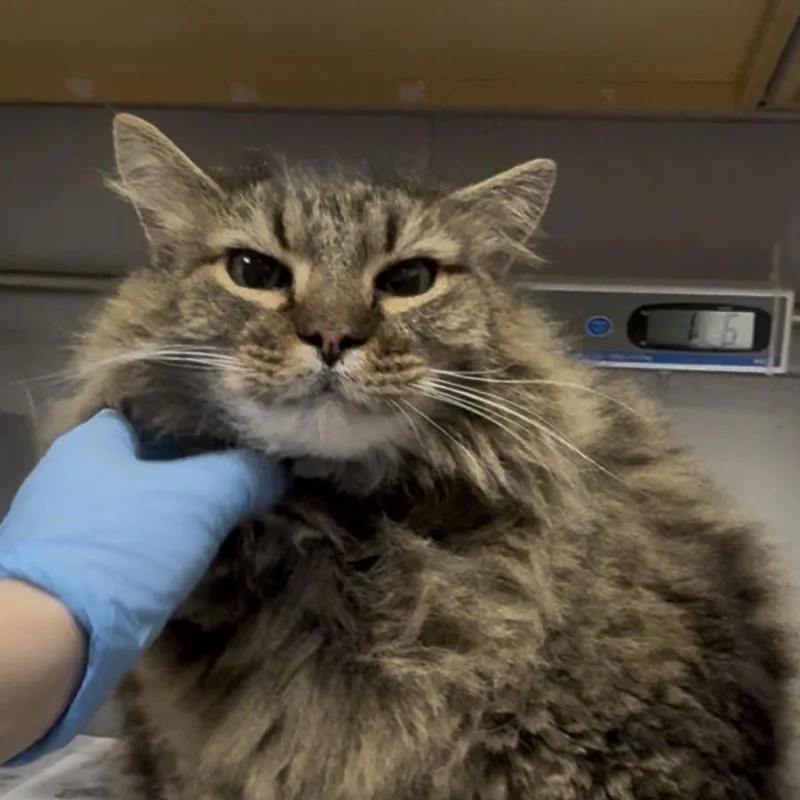 A senior extra large-sized male Gray / Blue / Silver Maine Coon cat named Sego for adoption in Greenville, SC
