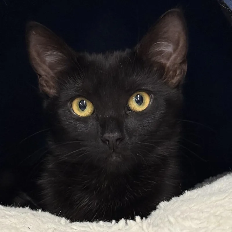 An adult small-sized female Black Domestic Short Hair cat named Mary Kate for adoption in Marietta, GA