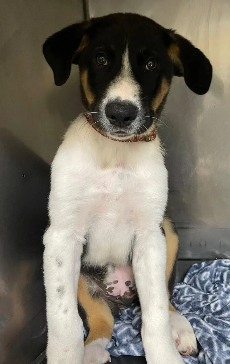 A baby medium-sized male Tricolor (Brown, Black, & White) German Shepherd Dog dog named Leo for adoption in Mount Sterling, KY