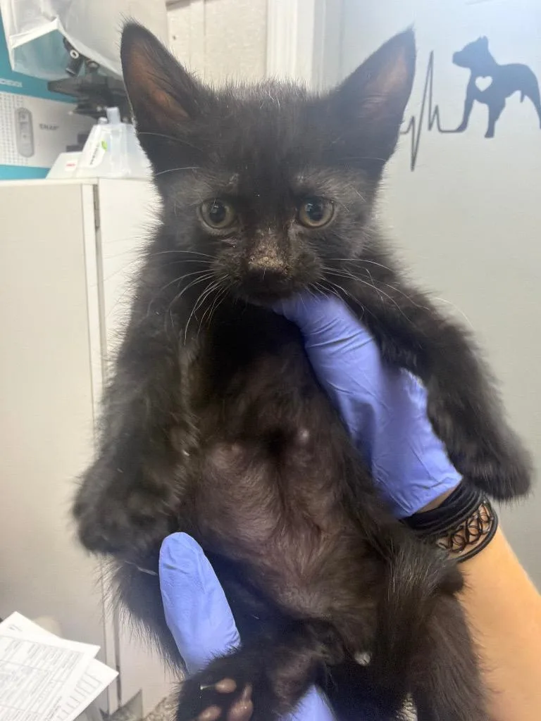 A baby medium-sized male Domestic Short Hair cat named Batman for adoption in Pomona, NY