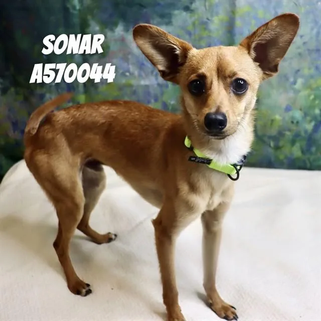 A young medium-sized male Chihuahua dog named Sonar for adoption in Huntsville, AL