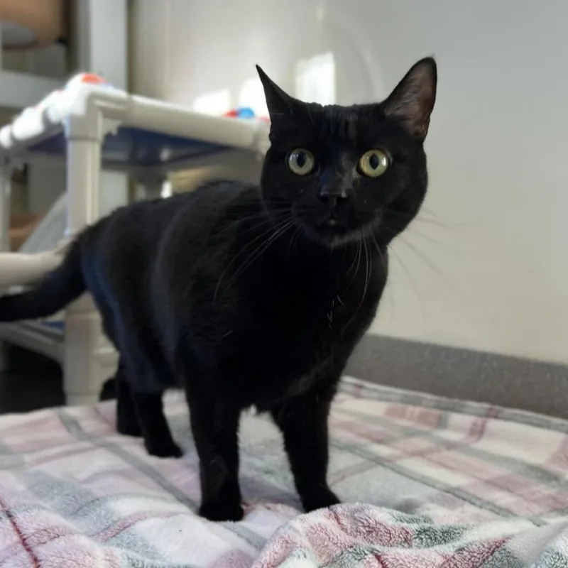 An adult large-sized female Black Domestic Short Hair cat named Rita Fka Senorita for adoption in Chesapeake, VA
