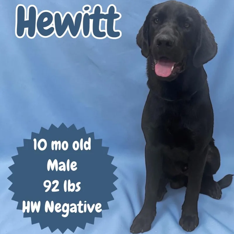A baby medium-sized male Labrador Retriever dog named Hewitt for adoption in Sorrento, LA