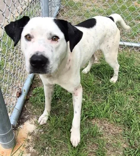 A young large-sized male Staffordshire Bull Terrier dog named Boone for adoption in Houston, TX