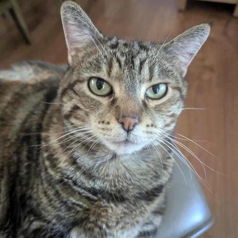 A senior extra large-sized female Brown / Chocolate Domestic Short Hair cat named Tuna for adoption in Murray, UT