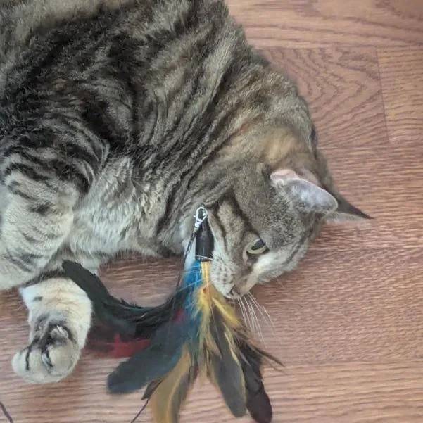 Tuna thumbnail 2