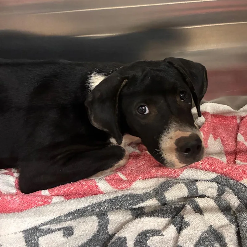 A young medium-sized female Black Mixed Breed dog named Salty for adoption in Abilene, TX