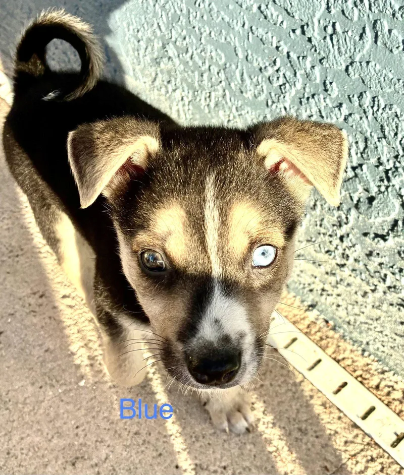 A baby medium-sized male Terrier dog named Blue Boy for adoption in Royal Palm Beach, FL