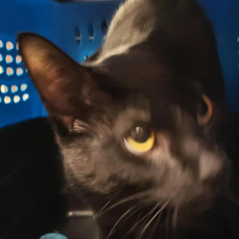 A young large-sized male Black Domestic Short Hair cat named Black Panther for adoption in New York, NY