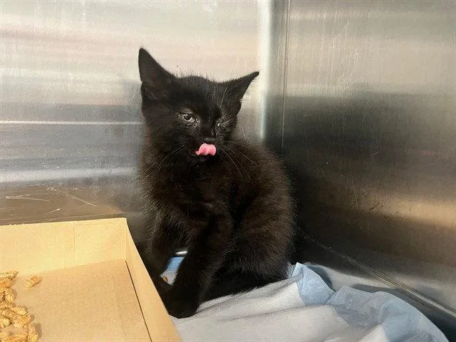 A baby small-sized male Black Domestic Short Hair cat named Captain for adoption in Tavares, FL