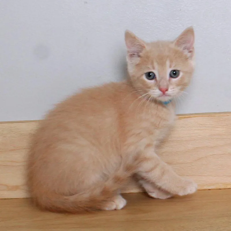 A baby small-sized male Buff / Tan / Fawn Domestic Short Hair cat named Tambourine C for adoption in Minnetonka, MN