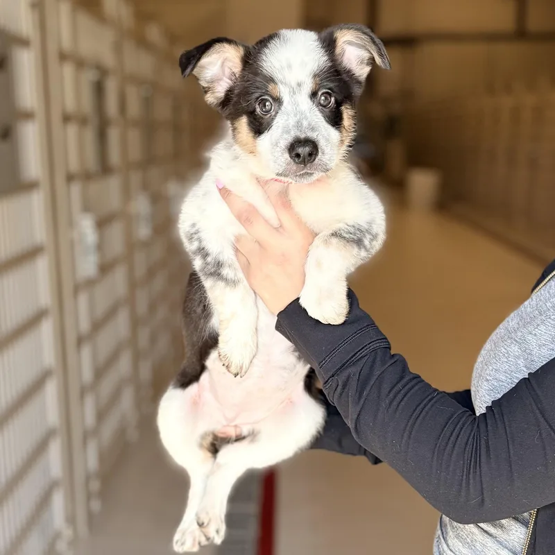 A baby medium-sized female Australian Cattle Dog / Blue Heeler dog named Ammo for adoption in Chicago, IL
