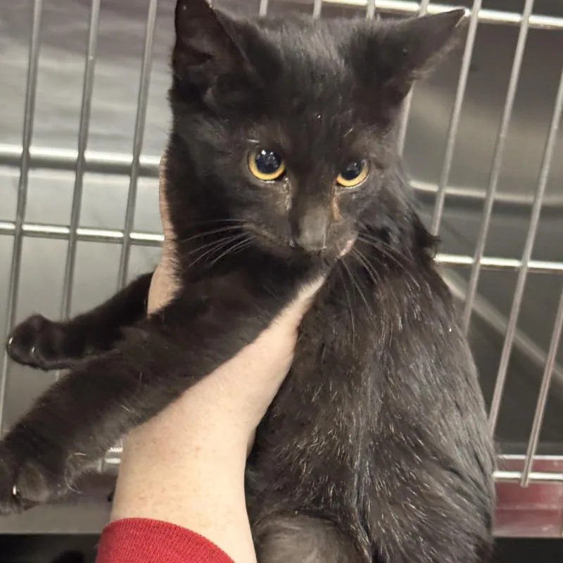 A baby small-sized male Black Domestic Short Hair cat named Hannibal for adoption in Marion, VA