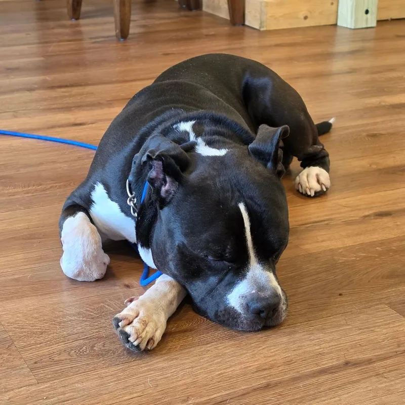 An adult medium-sized male Black Pit Bull Terrier dog named King for adoption in Easton, PA