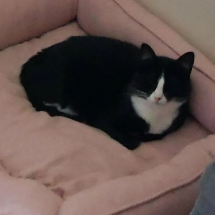 An adult large-sized female Black Domestic Short Hair cat named Pepper B. Marshmallow for adoption in Columbia, MO