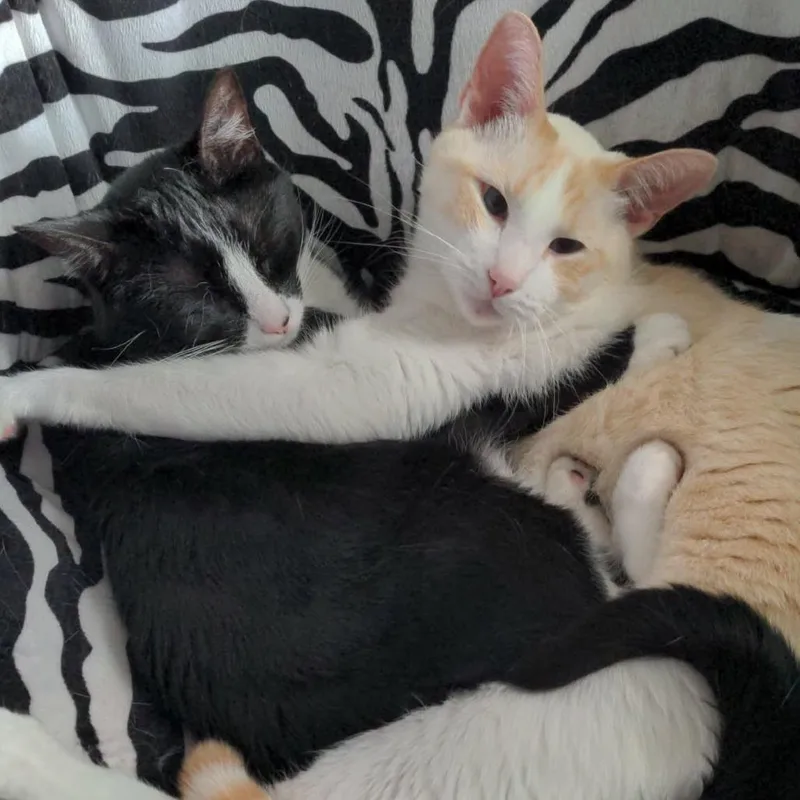Pepper B. Marshmallow thumbnail 2