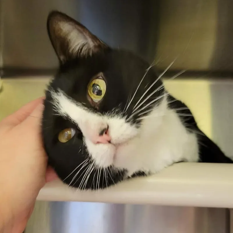 Pepper B. Marshmallow thumbnail 3