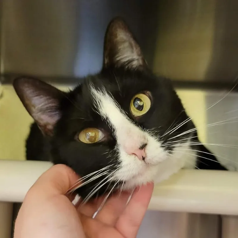 Pepper B. Marshmallow thumbnail 4