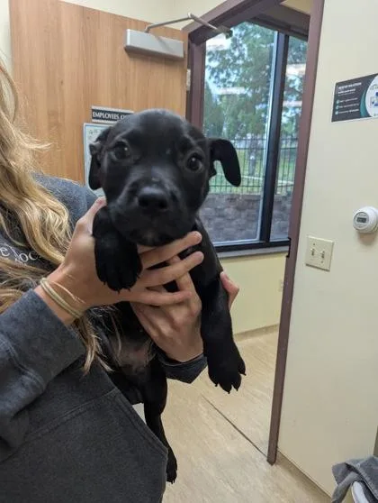 A baby small-sized male Mixed Breed dog named Blackbeard for adoption in West Chester, PA