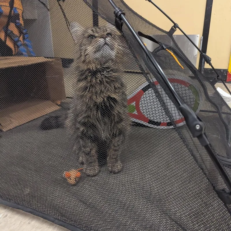 An adult medium-sized male Tabby (Brown / Chocolate) Domestic Long Hair cat named Boswell for adoption in Royal Oak, MI