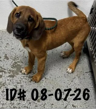 A baby medium-sized male Hound dog named Pickle for adoption in Largo, FL